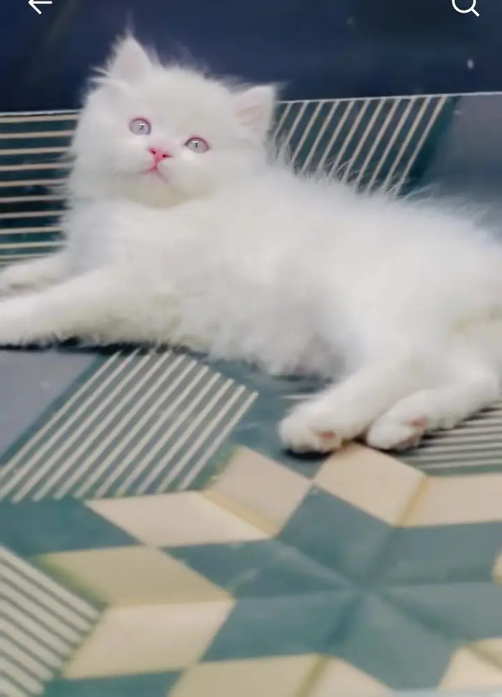 Persian kitten triple Qout. for. . sale my WhatsApp03493731440 — photo 2