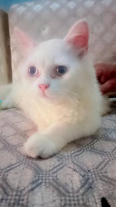 persion cat