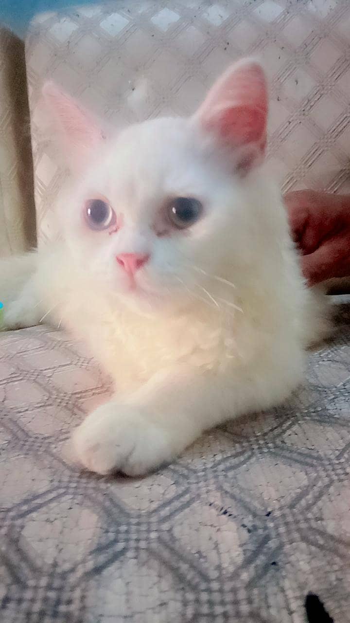 persion cat 0
