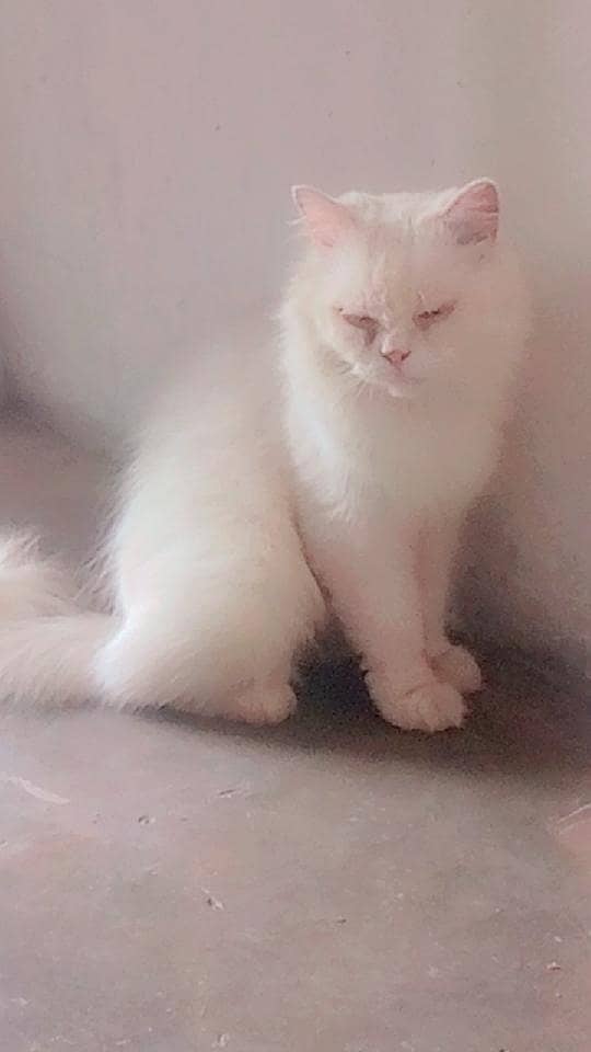 persion cat 1