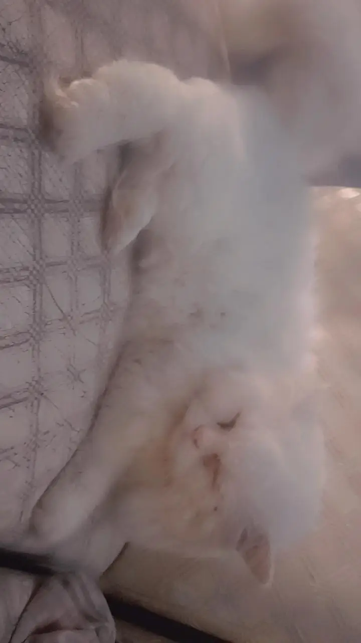 persion cat — photo 3