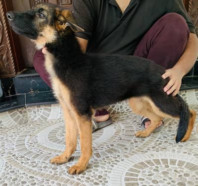 German shepherd Long Coat Puppie