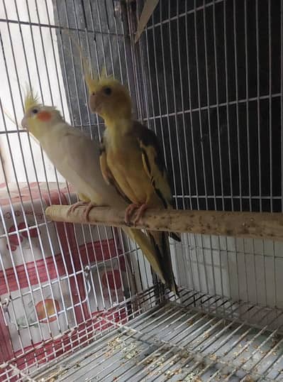 Cocktail pair for sale and exchange possible