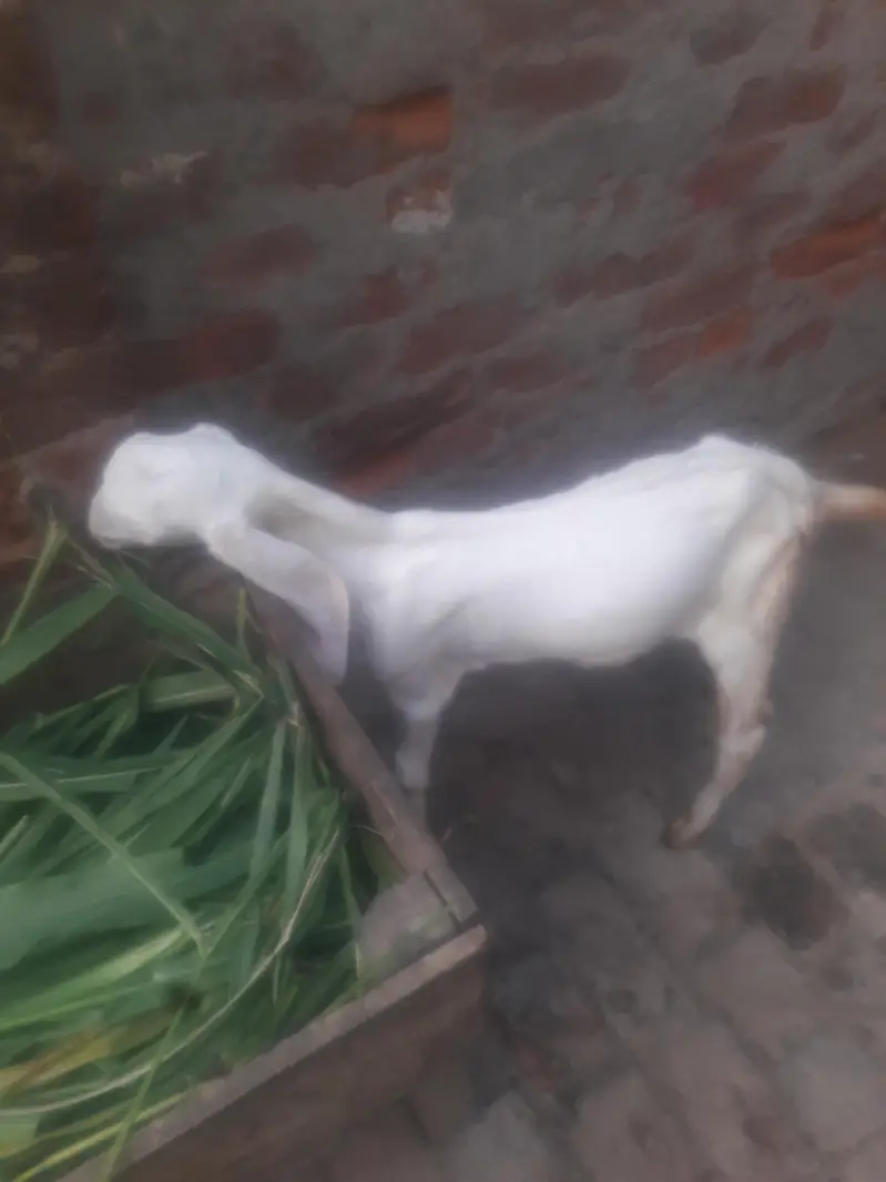 Rajanpuri Kanj WhatsApp 03494630682 — photo 2