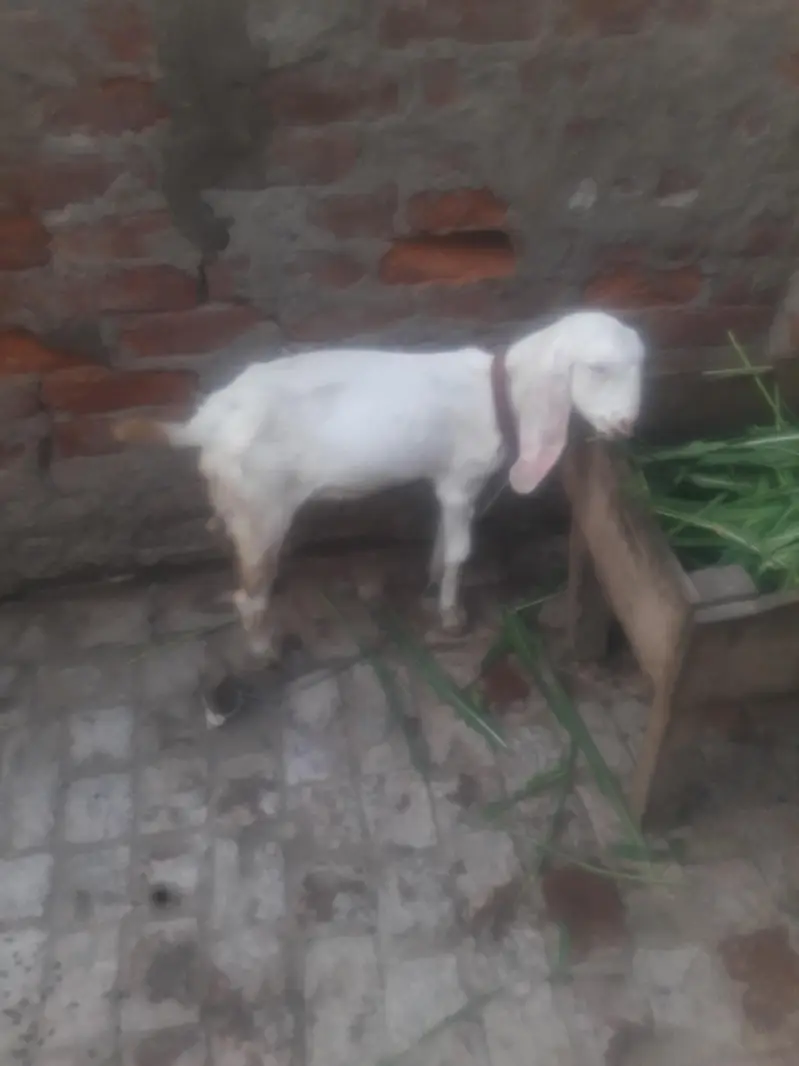 Rajanpuri Kanj WhatsApp 03494630682 — photo 4