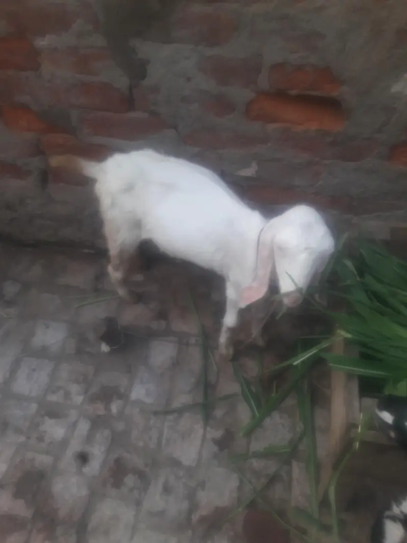 Rajanpuri Kanj WhatsApp 03494630682 — photo 6