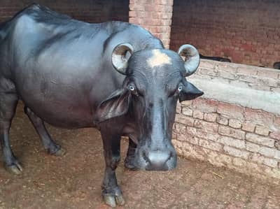 jhoti for sale