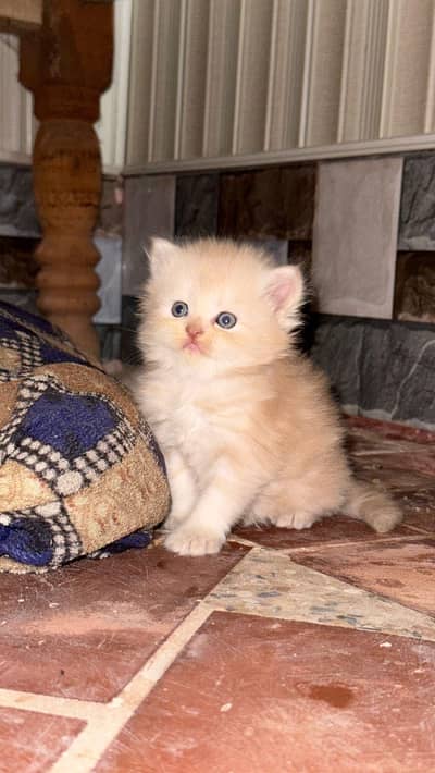 Persian Kitten Pair – 2 Months Old | Vaccinated