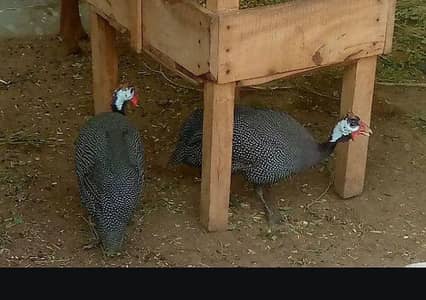Black chakor for sale