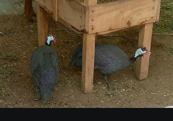 Black chakor for sale