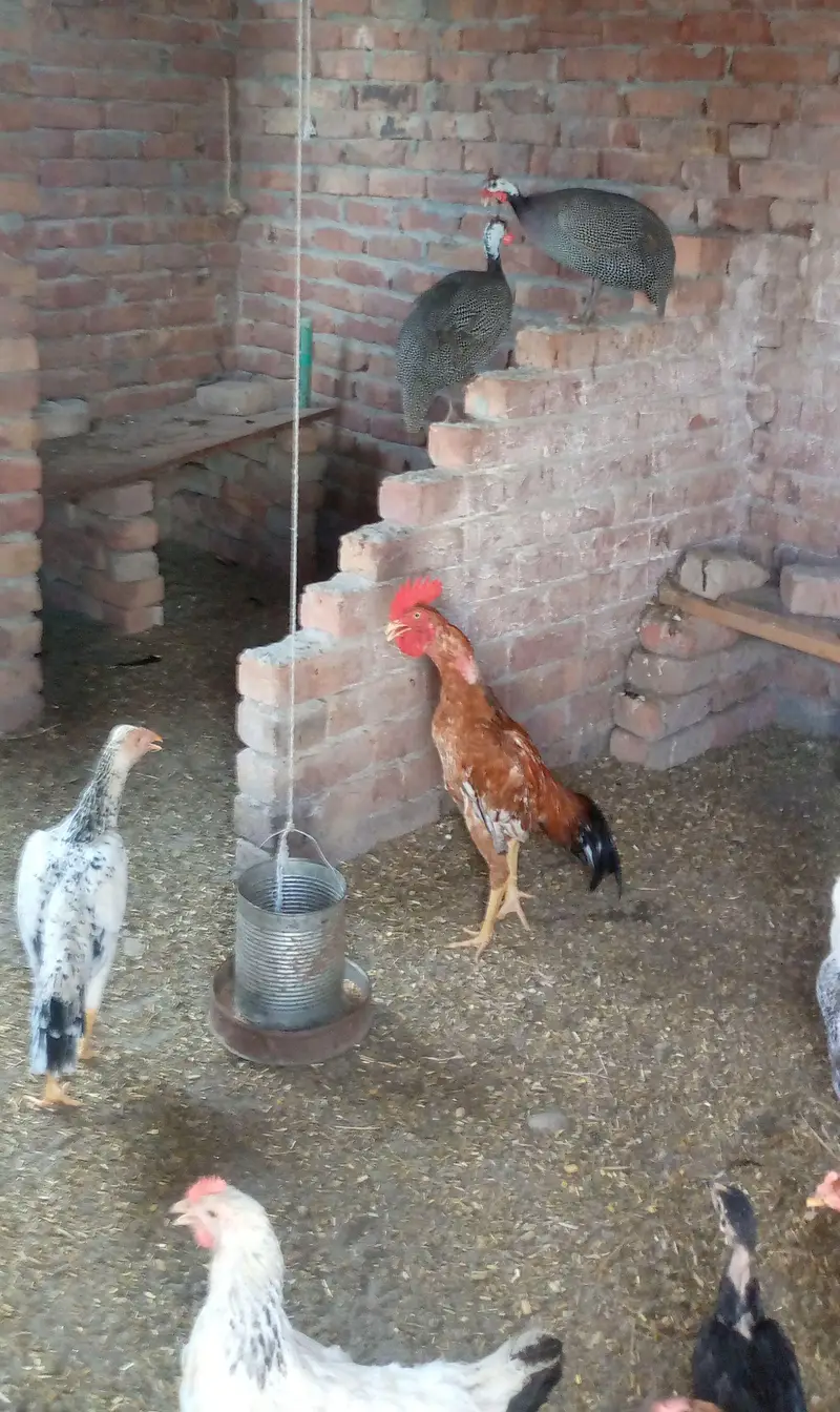 Black chakor for sale — photo 2
