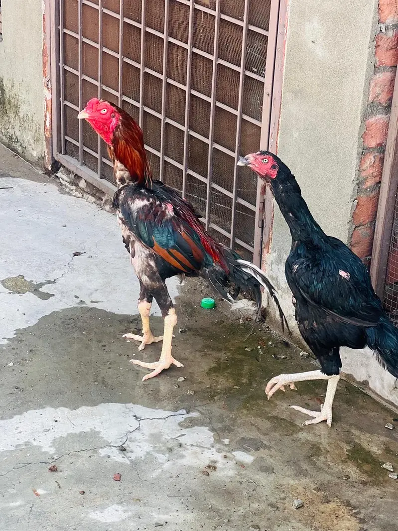 Pakistani aseel — photo 2