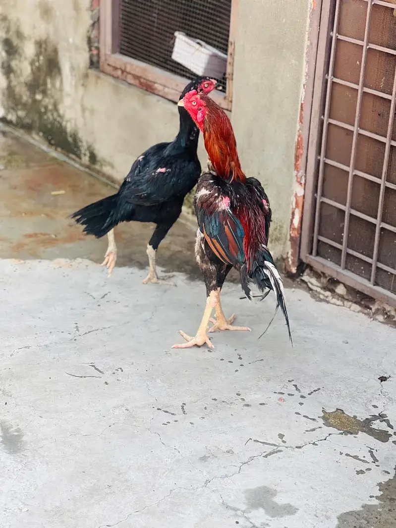Pakistani aseel — photo 5