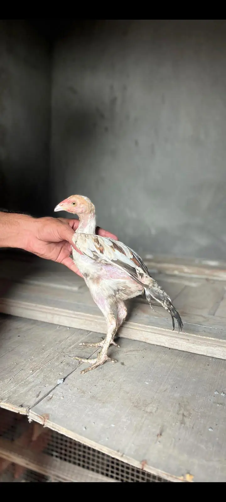 Aseel Chicks Burmi saigon plus Pakistani — photo 2