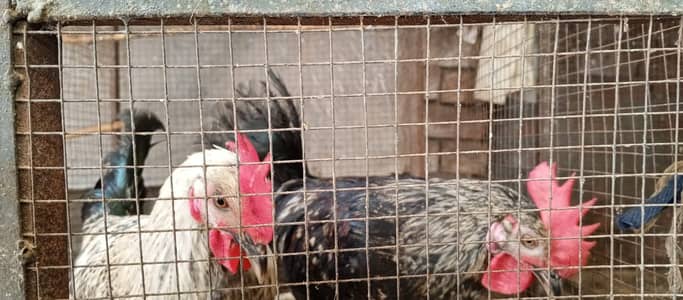 CHICKS FOR SALE