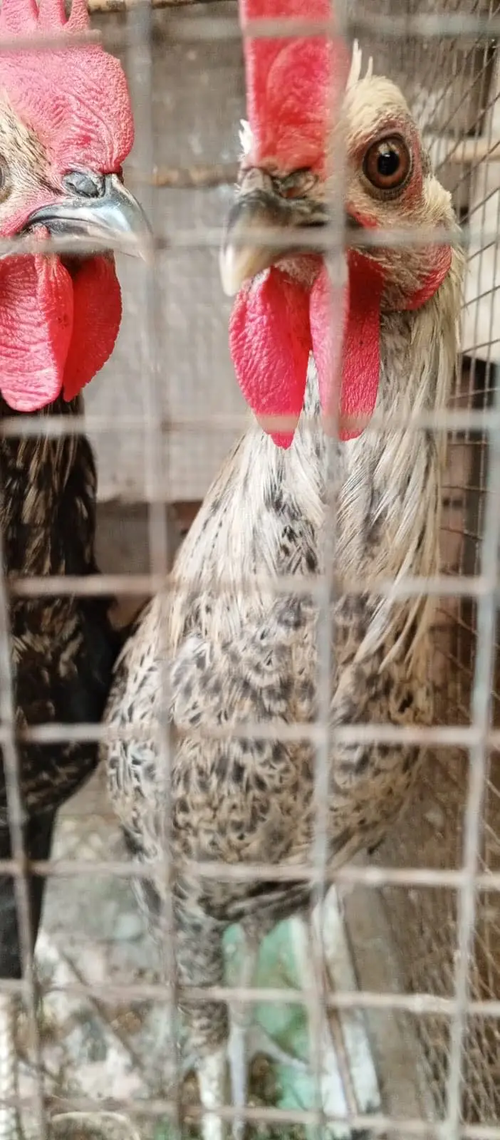 CHICKS FOR SALE — photo 2