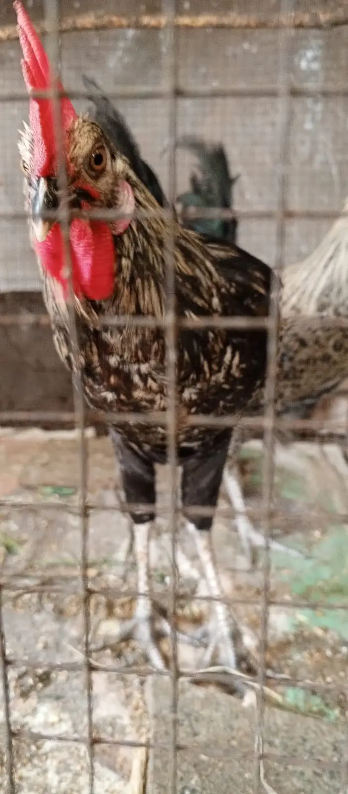 CHICKS FOR SALE — photo 3