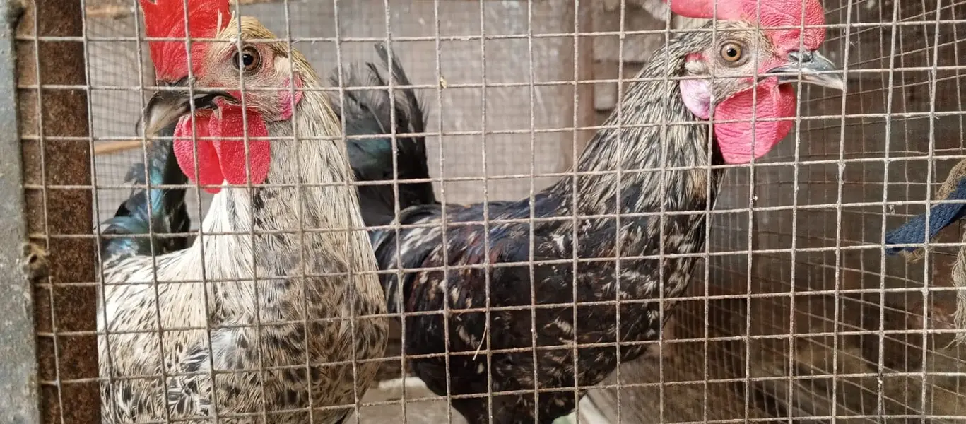CHICKS FOR SALE — photo 4
