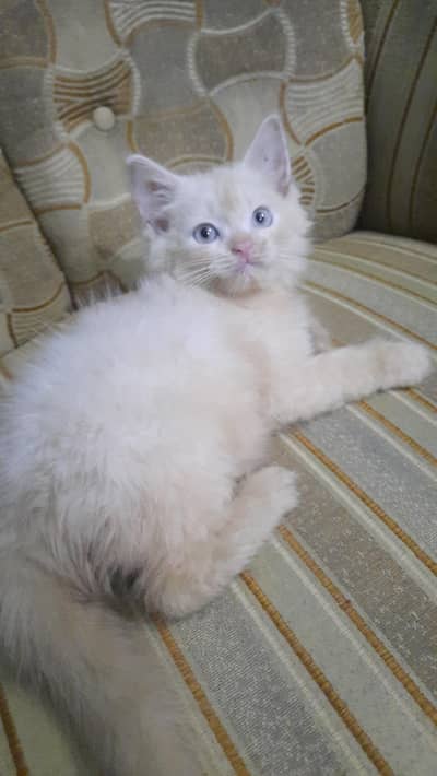 Persian kitten for sale( Black male is for 5k on)y)