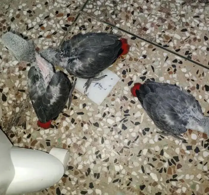 African grey parrot chicke for sale 0371=4361=525 — photo 3