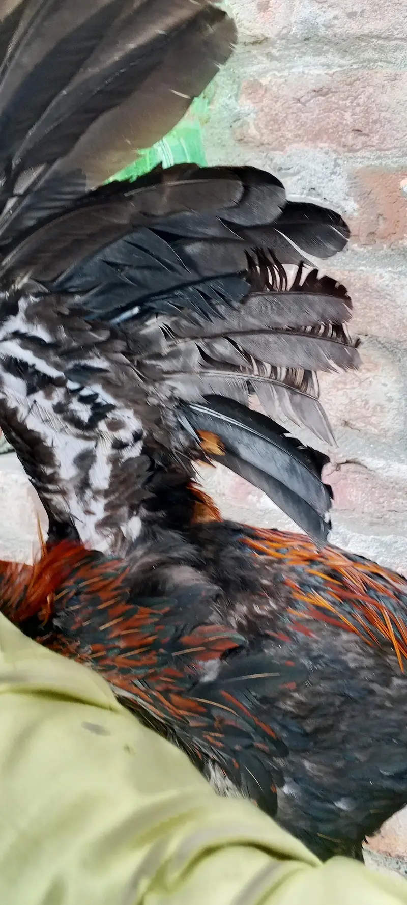 Thai Dragon — photo 4