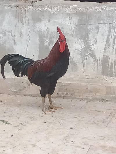 Misri  male hen 4 pes