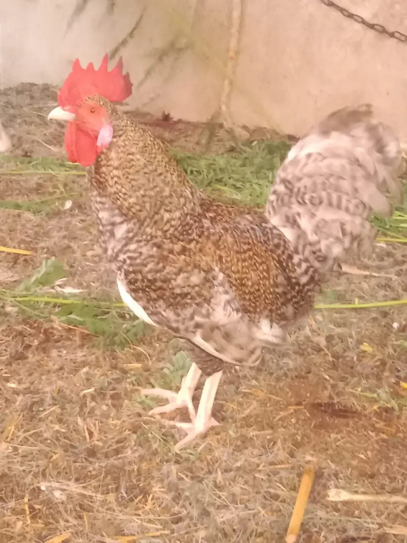 Misri  male hen 4 pes — photo 2