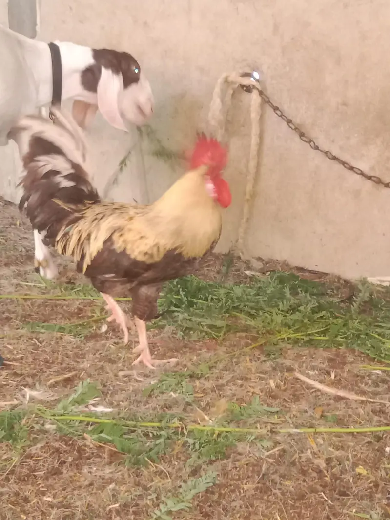 Misri  male hen 4 pes — photo 3