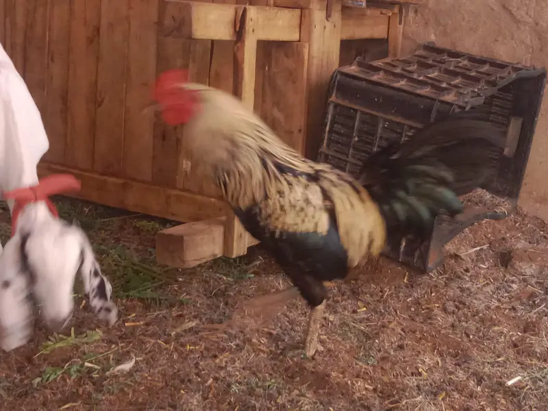 Misri  male hen 4 pes — photo 4