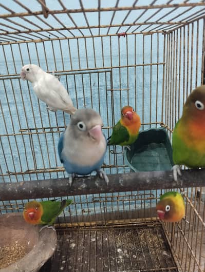 male and female mix pairs