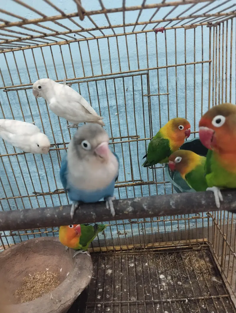 male and female mix pairs — photo 2