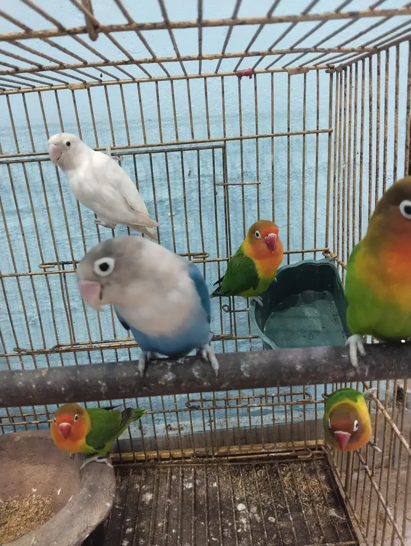 male and female mix pairs — photo 3