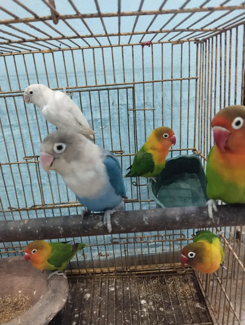 male and female mix pairs — photo 4
