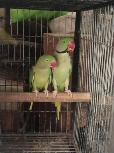 raw and yellow ringneck parrot
