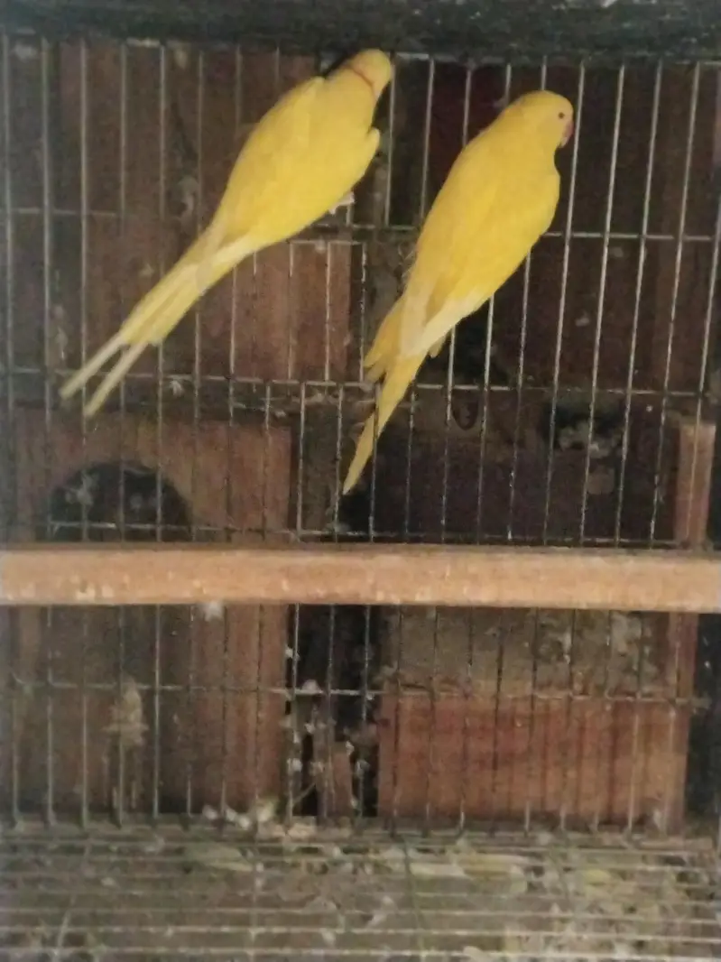 raw and yellow ringneck parrot — photo 2