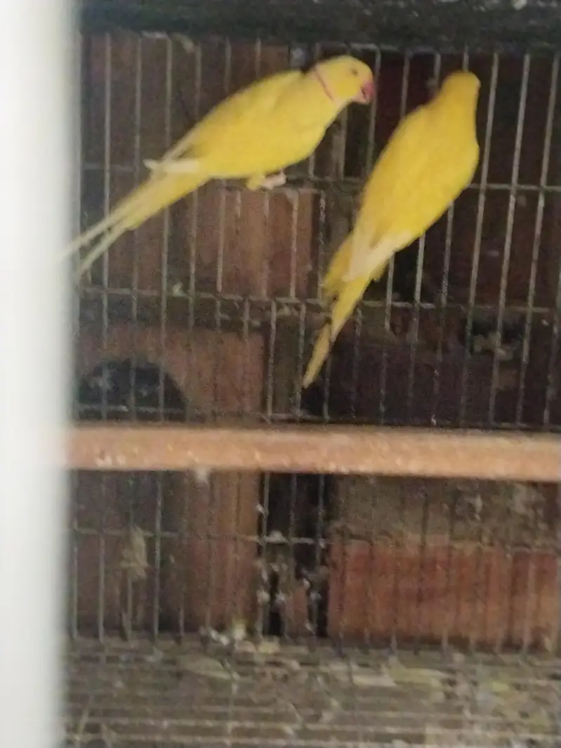 raw and yellow ringneck parrot — photo 3