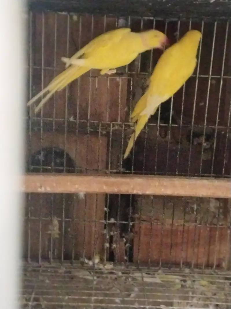 raw and yellow ringneck parrot — photo 4