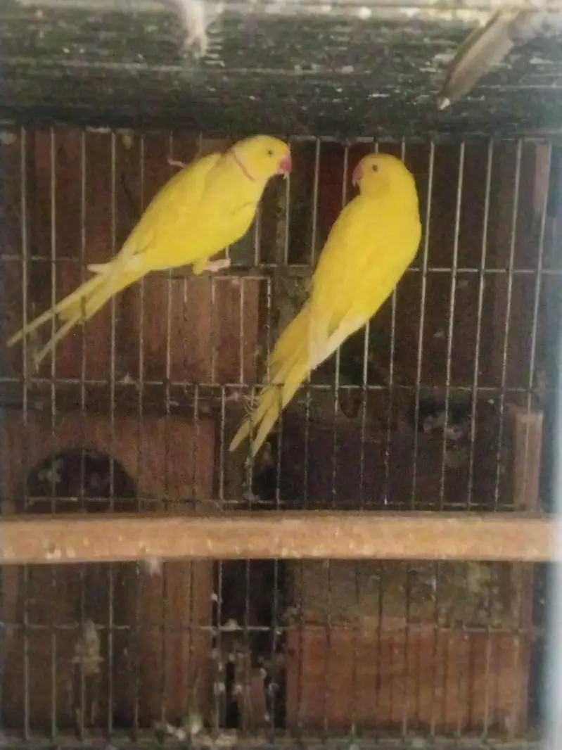 raw and yellow ringneck parrot — photo 5