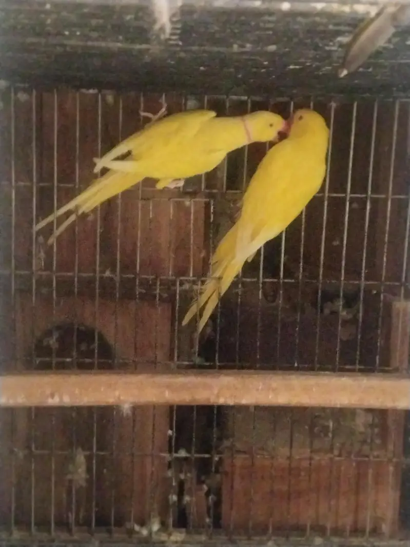raw and yellow ringneck parrot — photo 6