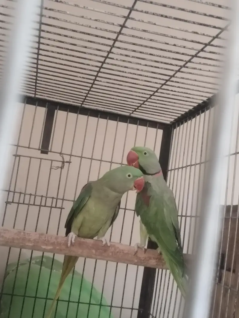 raw and yellow ringneck parrot — photo 7