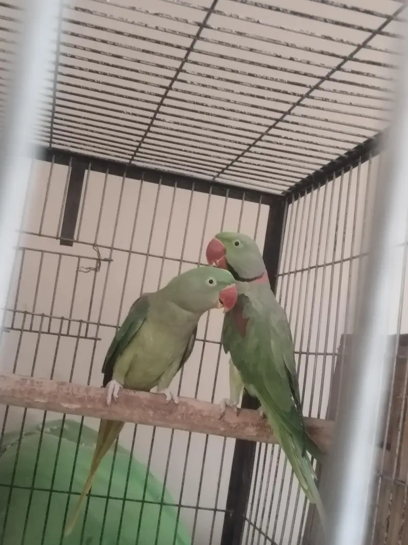 raw and yellow ringneck parrot — photo 8