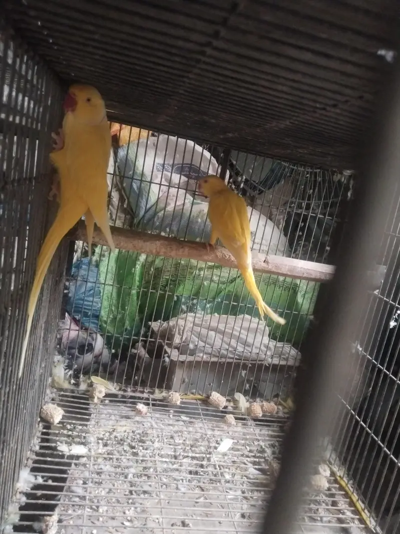 raw and yellow ringneck parrot — photo 9