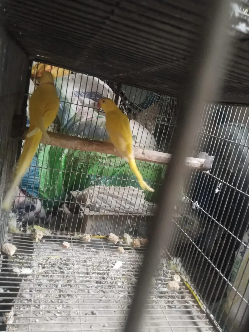 raw and yellow ringneck parrot — photo 10
