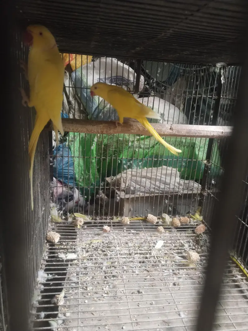 raw and yellow ringneck parrot — photo 11