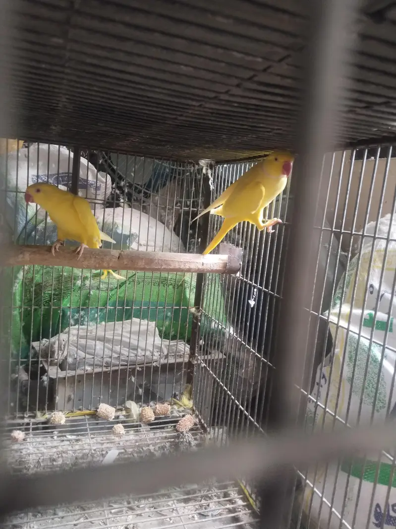 raw and yellow ringneck parrot — photo 12