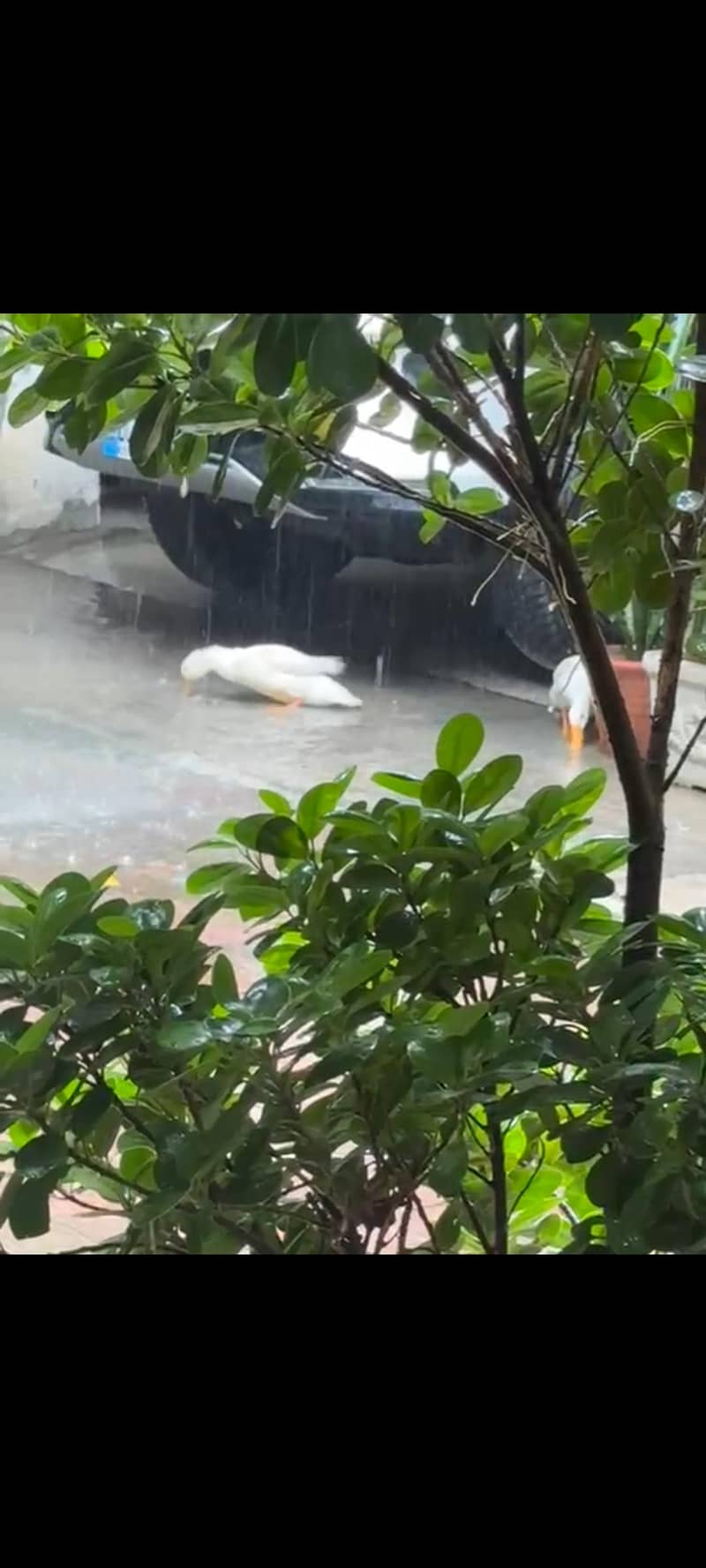 white doves 0