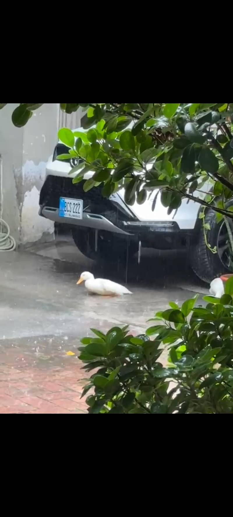 white doves 1