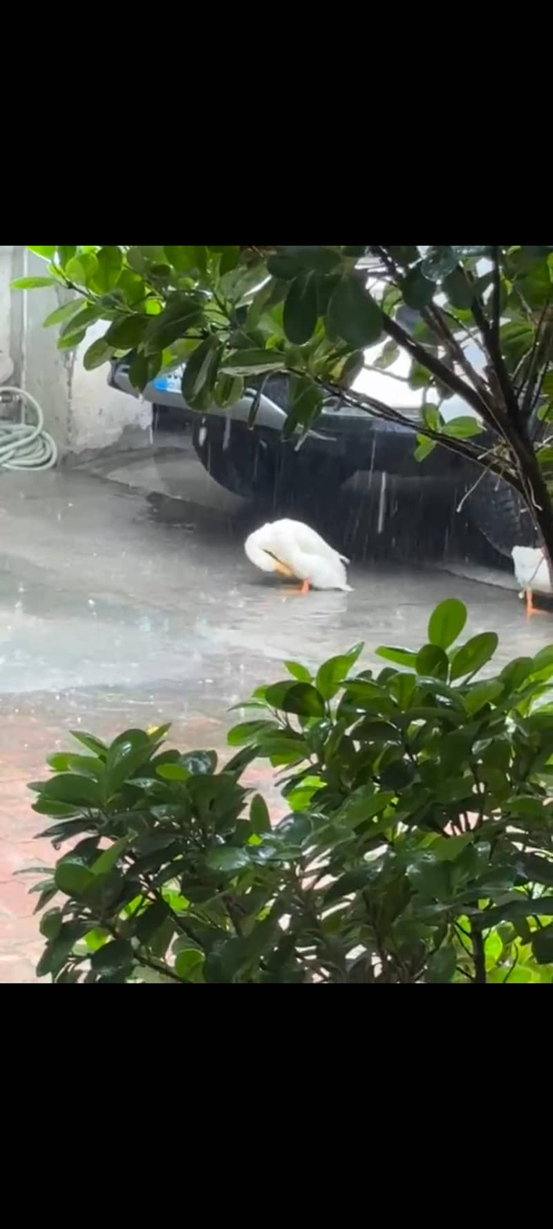 white doves 2