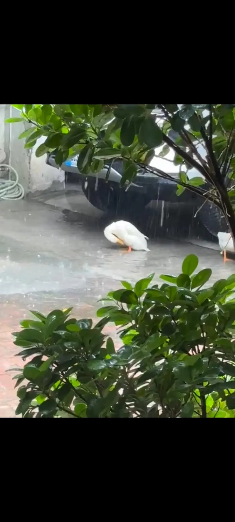 white doves — photo 3