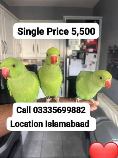 Single 5500 Hand Tamed Green Ring Neck Parrots Male/Female